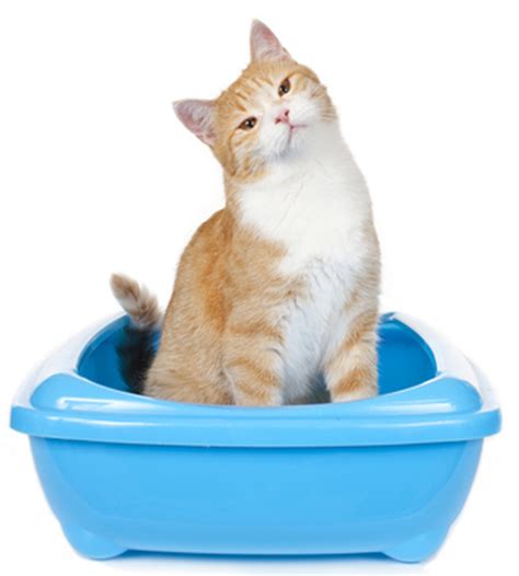Has your cat suddenly started burying their treasure outside the litter box? 7 Strange Things My Cat Does When Using the Litter Box ...