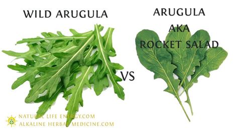 Wild Arugula Vs Rocket Salad Arugula Alkaline Plant Based Diet