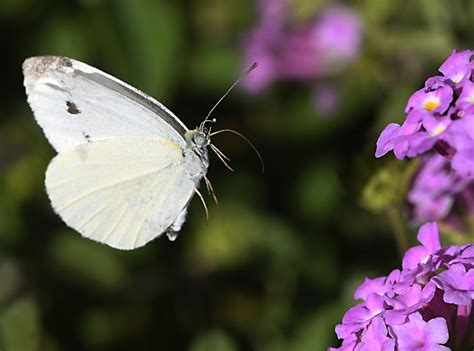Despite Pandemic Cabbage White Butterfly Discovered At Uc Davis