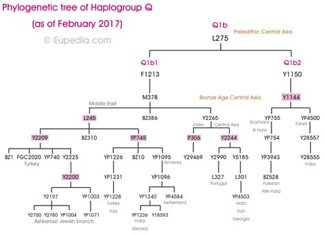 Phylogenetic Tree Of Haplogroup Q1b Y DNA Eupedia Phylogenetic