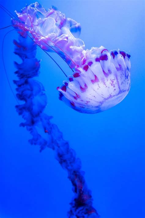 Image Result For Jellyfish Animals Pinterest