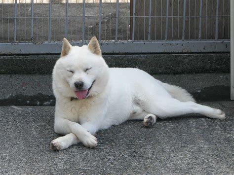 アイヌ犬（北海道犬、セタ、シタ） 動物図鑑 動物写真のホームページ