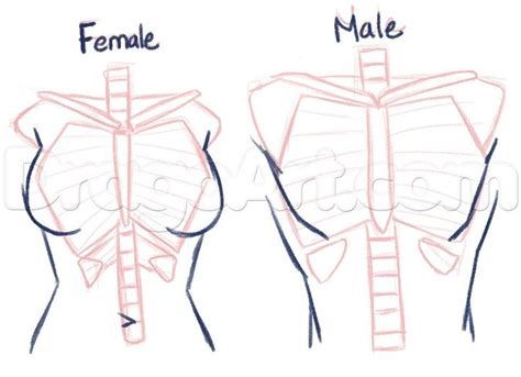 How To Draw Anime Anatomy Step By Step Anatomy People Free Online