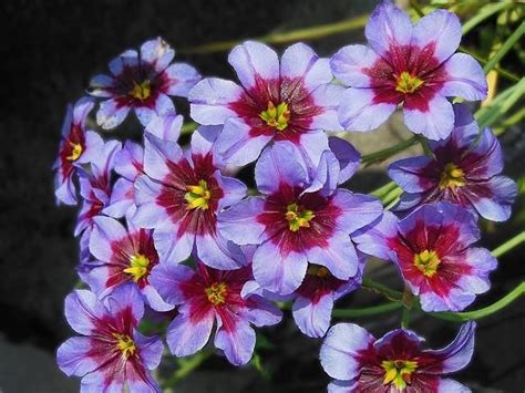 When planting summer flowering bulbs in containers, be sure you are aware of the. 5 Leucocoryne 'Andes'Flowers bulbs, RHS Awards | Bulb ...