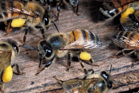 Killer Bees May Do More Saving Than Killing Huffpost