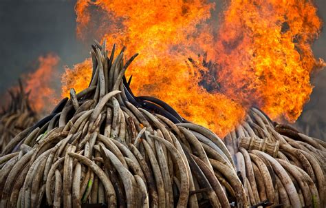 Opinion The Scourge Of The Ivory Trade The New York Times