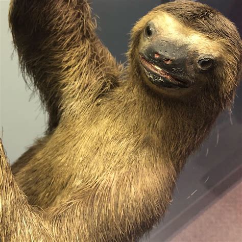 Creepy Sloth