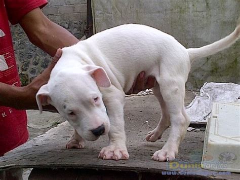 Dunia Anjing Jual Anjing Dogo Argentino Dogo Argentino Anakan