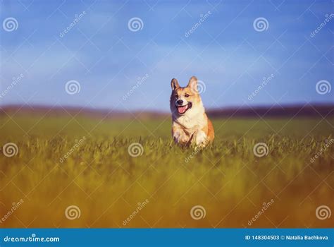 Funny Cheerful Puppy Dog Corgi Runs Through The Green Sunny Clear