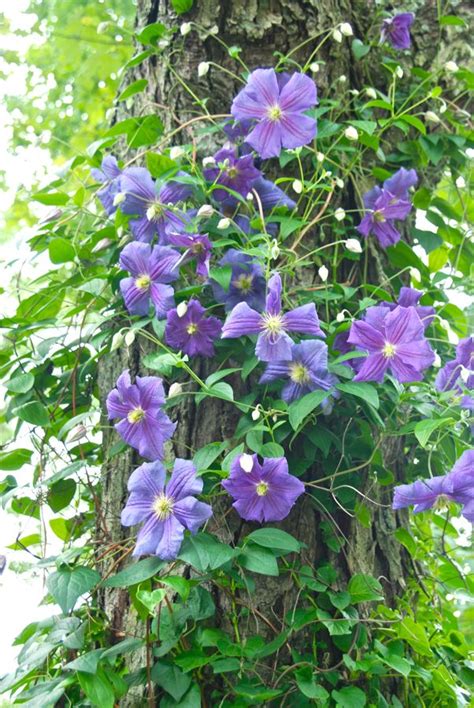 It is also tolerant of poor soils, rocky soils, high ph and all kinds of horrors. Wife, Mother, Gardener: How to Train a Clematis on a Tree ...
