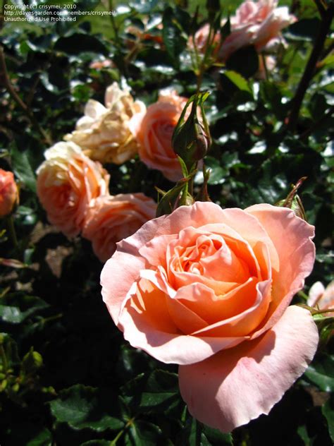 Plantfiles Pictures Floribunda Cluster Flowered Rose Summer Dream