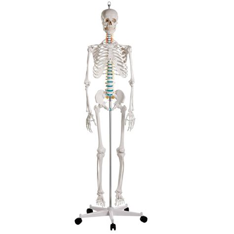 Life Sized Skeleton Models Full Size Anatomical Skeletons