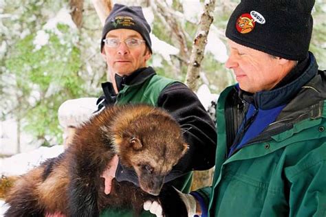 Latest Wolverine Capture Adds To Insights About Behavior Wolverine
