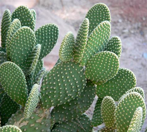 Christmas cactus lives for about 20 to 30 years if proper maintenance is provided. اسماء نباتات تعيش في الصحراء , النباتات التى تغيش فى ...