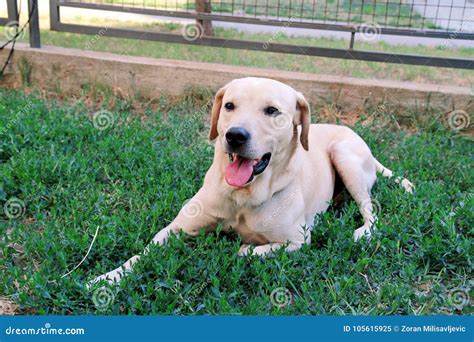 Labrador Retriever Resting In The Beautiful Natural Of The Garden Stock Image Image Of Breed