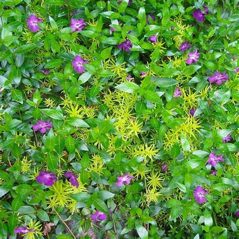 'powis catstle' is a low growing this shade loving perennial is admired for its deep purple foliage and is excellent for planting in groups in a shady this ground spreading perennial has large lobbed leaves and blue saucer shapes flowers. Creeping Jenny Ground Cover | Ground Covers: Golden ...