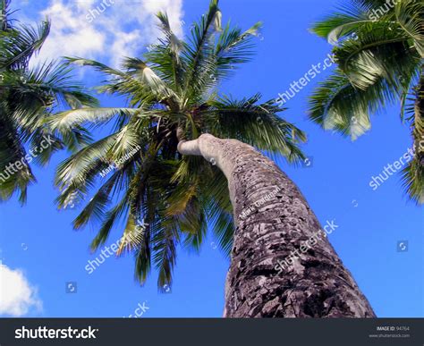 Palm Trees From Below Looking Up Stock Photo 94764 Shutterstock