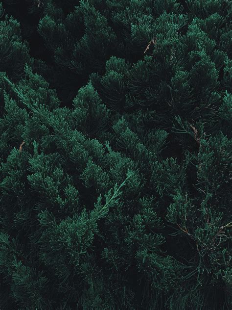 Beautiful Dron Shot Of Forest Forest Wallpaper Iphone Dark Green