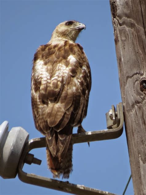 Se Texas Birding And Wildlife Watching Red Tailed Hawks