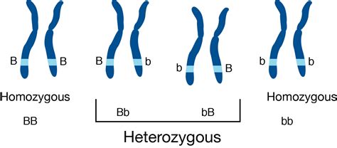 Heterozygous Vs Homozygous — Differences And Similarities Expii