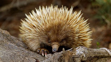 Animals Of Australia Top 10 Endangered Animals In Australia Amo