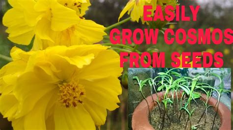 Easiest Way To Grow Cosmos From Seeds Youtube