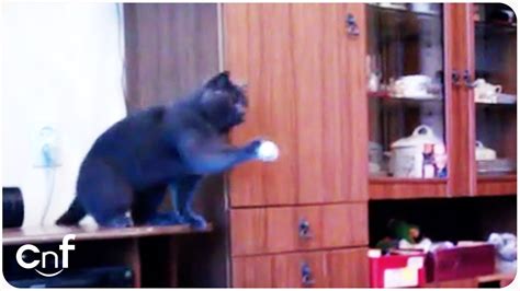Watch How Easily Cats Are Entertained Ping Pong Cat Youtube