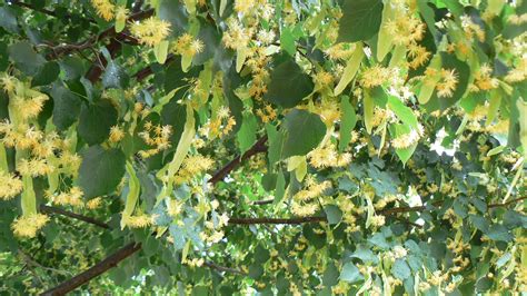 linden tree flowers - Google Search | Linden tree, Blooming trees, Tree