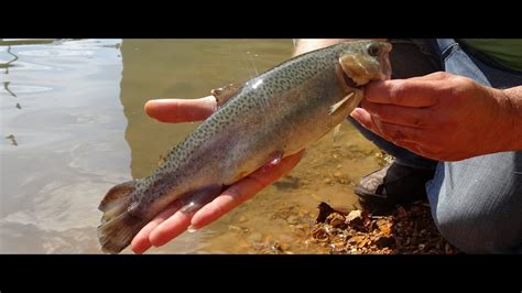 Trout Fishing At Spring River In Arkansas Youtube