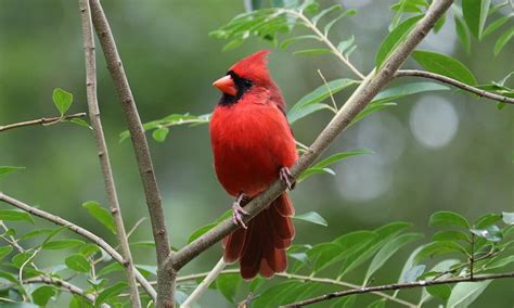 Pdf plans birdhouse plans for bluebirds download grinder jig. FREE Cardinal Birdhouse & Feeder Plans (PDF Download) | World Birds
