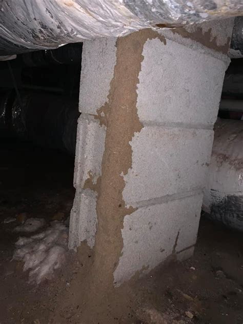 For localized pest control in beaufort, sc, you need look no further than the highly trained pest control specialists at ehrlich. Pest-Free Pest Control Inc - Home | Facebook