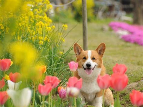 Two separate breeds are recognised: two of my favorite things: corgi's and tulips | CUTESIES ...