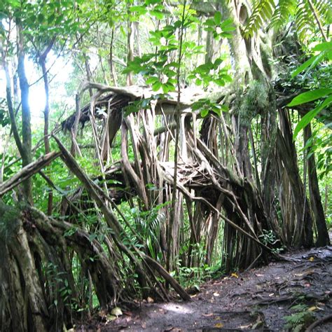 Makiki Valley Trail Honolulu 2023 Lo Que Se Debe Saber Antes De