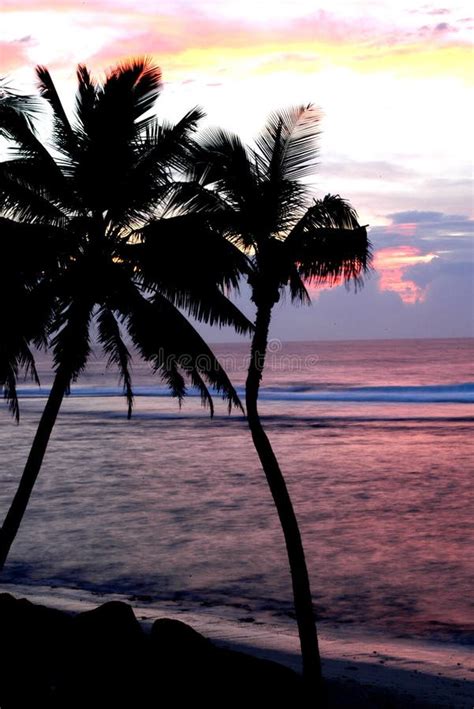 Coconut Trees At Sunset Stock Photo Image Of Water Beach 5699134