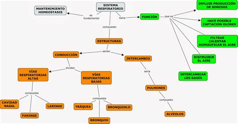 Estructura Del Sistema Respiratorio Mapa Conceptual Idea E Images
