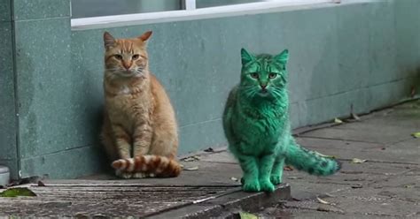 This Green Cat Lives In Bulgaria And Has Gathered A Lot Of Attention