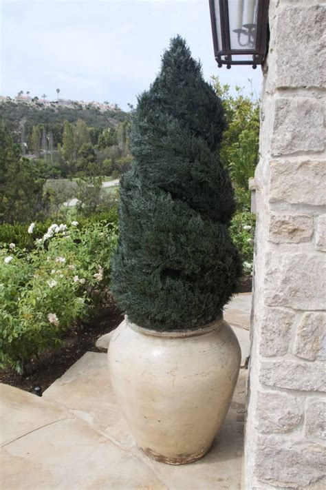 Artificial Double Spiral Topiary Treescapes And Plantworks
