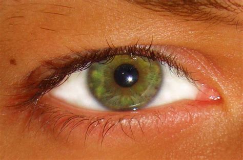 Filegreen Eye Wikipedia