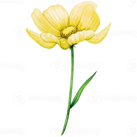 Watercolor Yellow Wild Flower 23504080 Png