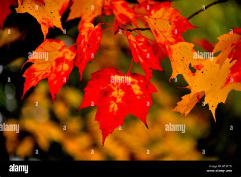 A Horizontal Image Of Maple Tree Leaves Changing To The Bright Reds Of