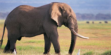 Bagaimana Cara Gajah Makan Makanannya Diskusi Kesehatan Hewan