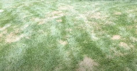 Brown Patch Disease How To Prevent And Treat Brown Patch Fungus Lawn Phix