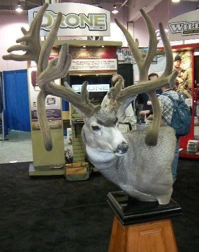 Cody Robbinss New Non Typical World Record Mule Deer Or Is It