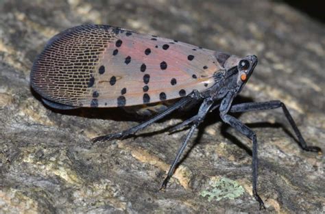 Spotted Lanternfly Heads to Northeast PA: Know the Dangers