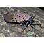 Spotted Lanternfly Heads To Northeast PA Know The Dangers