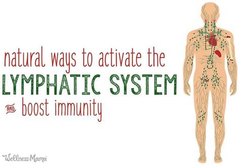 Activating The Lymphatic System To Boost Immunity Lymphatic System