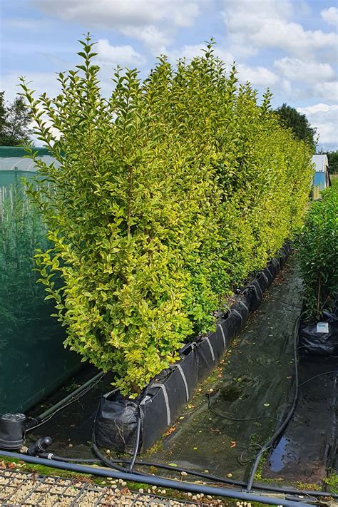 Golden Privet Instant Hedge 90l Hedge Plants Hedging Uk