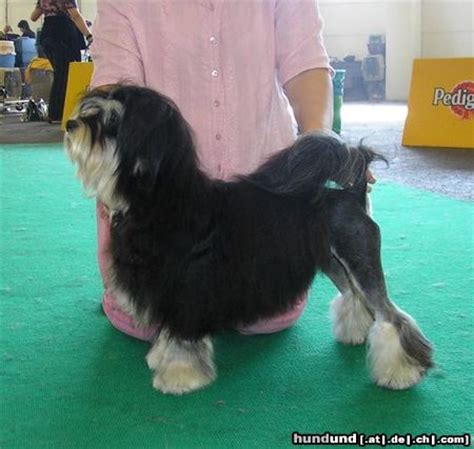 Kleine hunderassen werden immer beliebter. Löwchen, Petit Chien Lion Foto 17738 - hundund.de