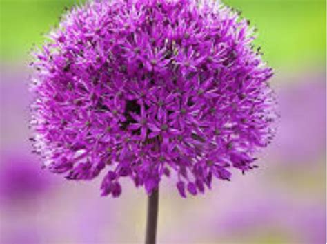 Free shipping on qualified orders. alliums repel squirrels