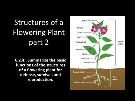 Ppt Structures Of A Flowering Plant Part 2 Powerpoint Presentation